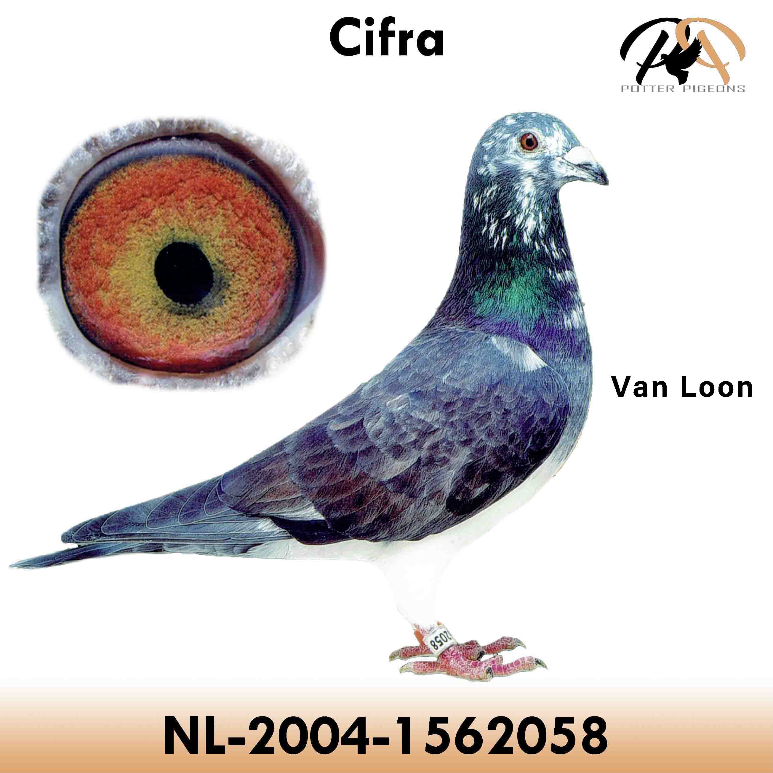 pigeon