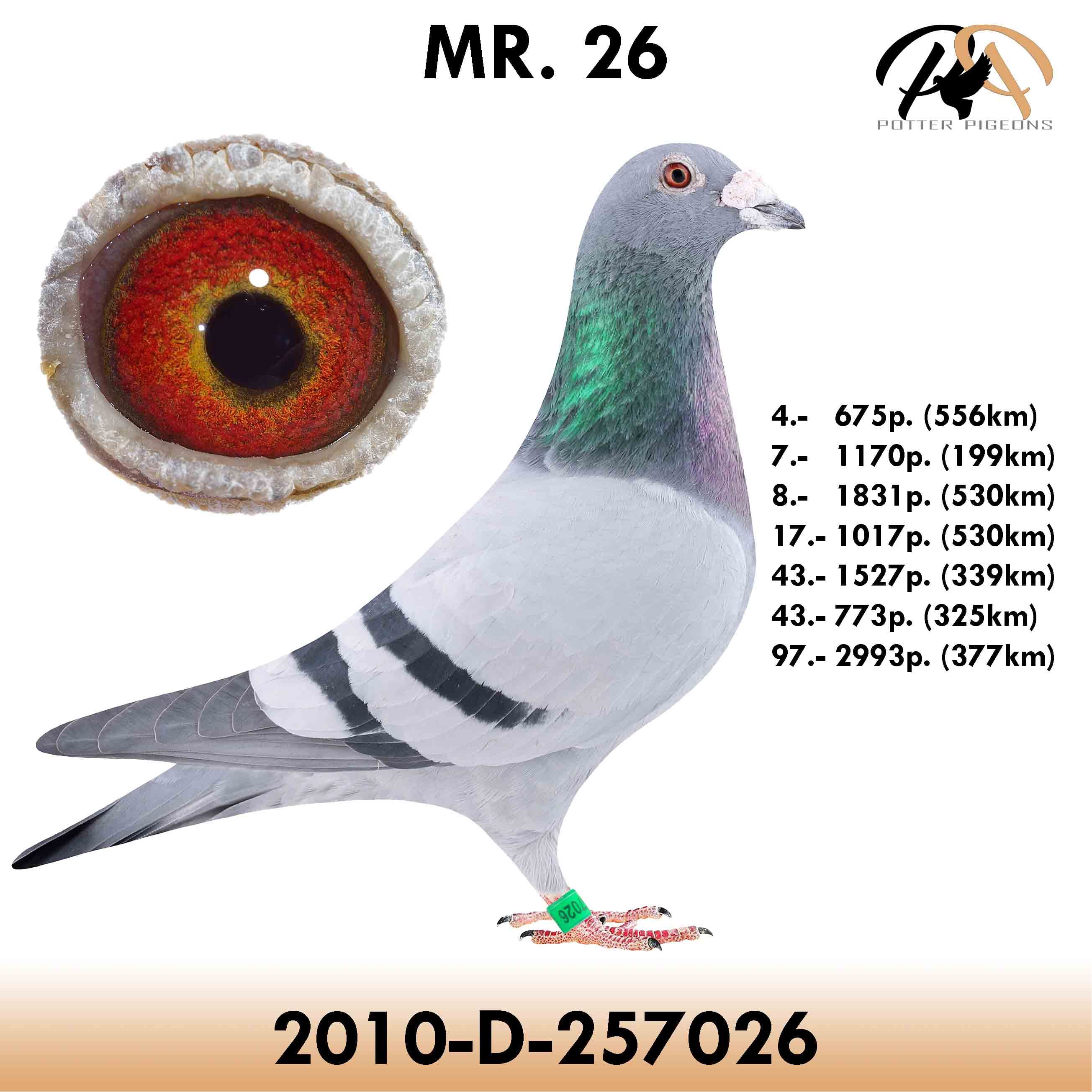 pigeon
