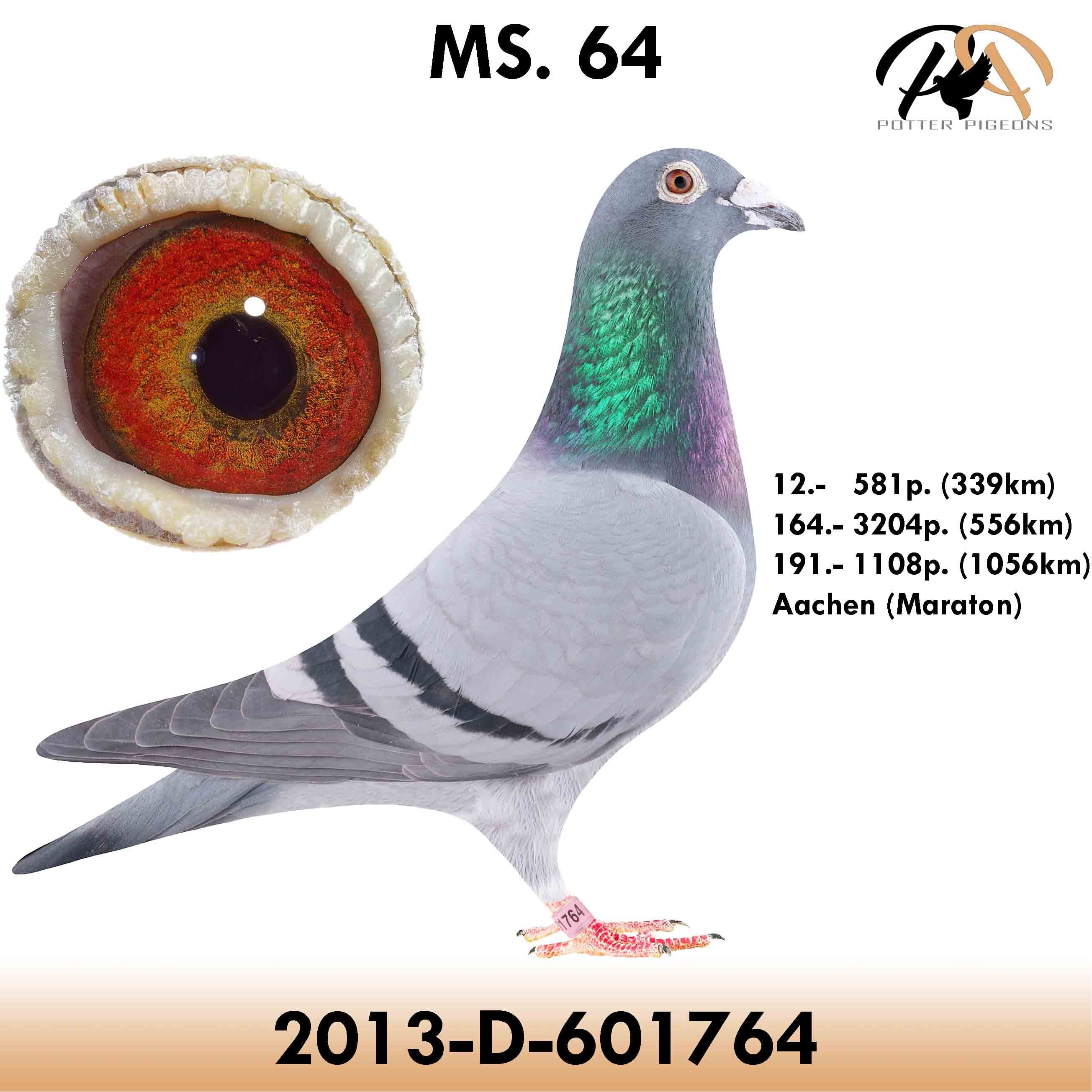 pigeon