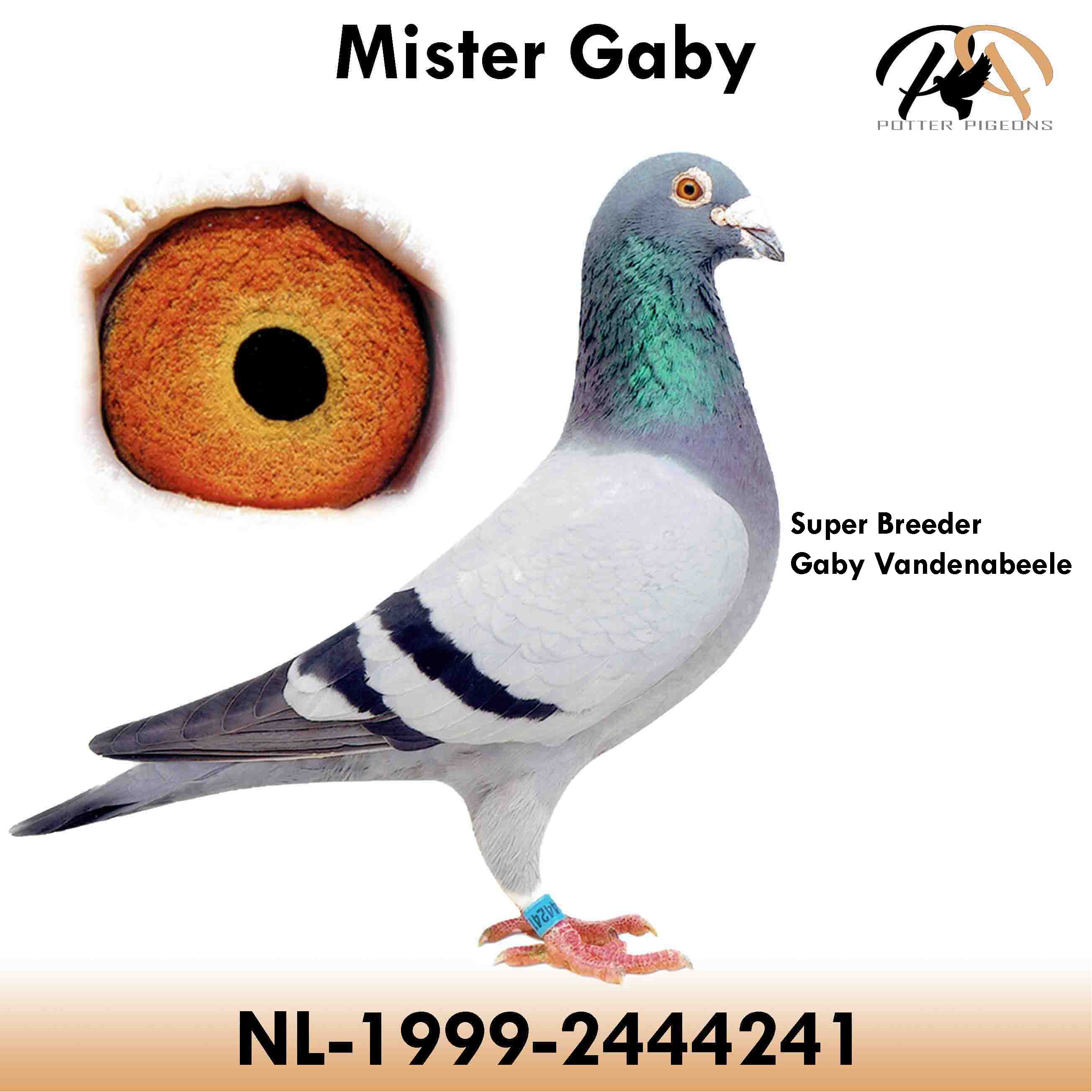 pigeon