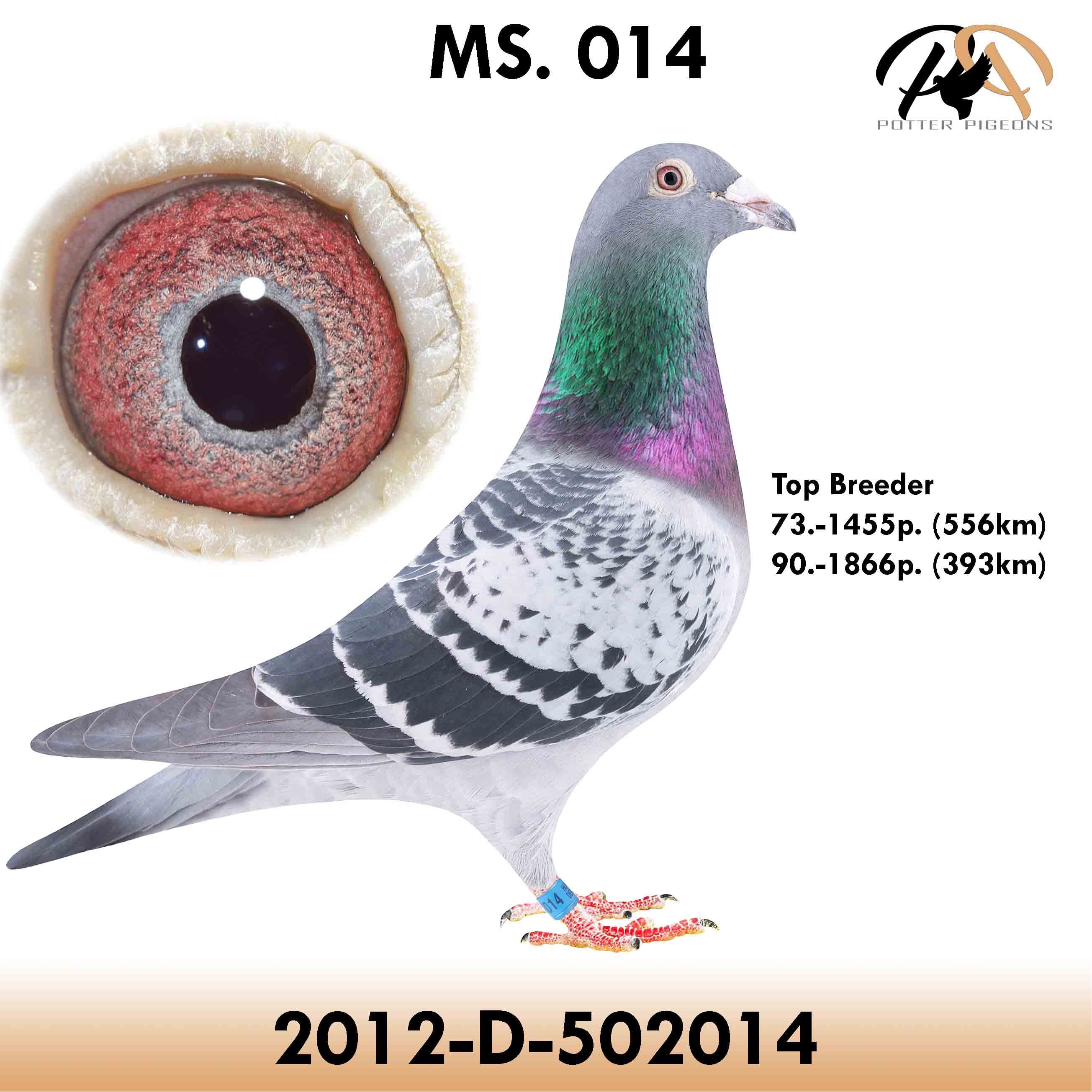 pigeon