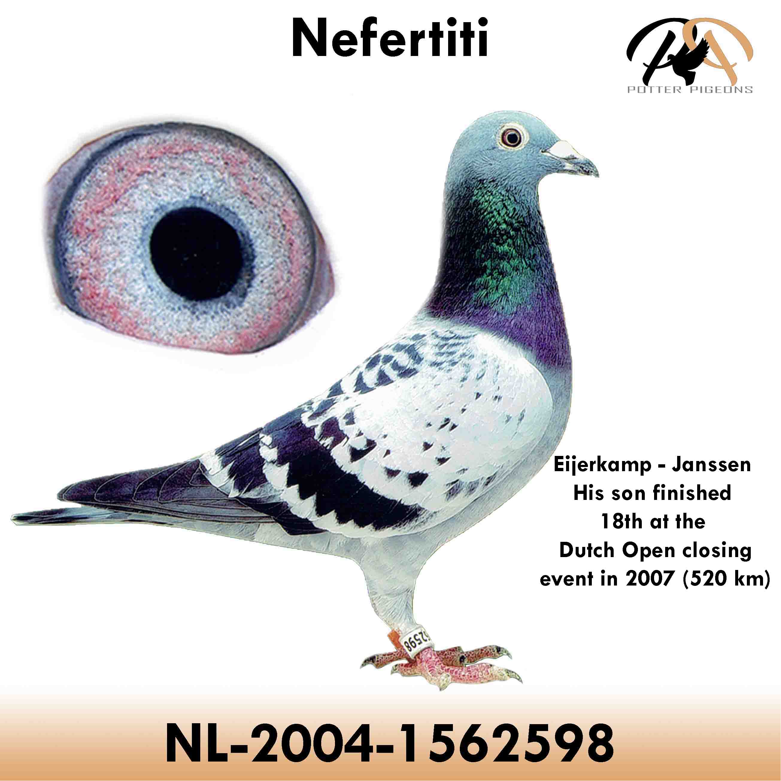 pigeon